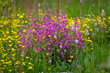Fleurs colorées de prairies d'altitude