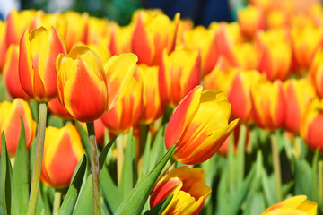 Tulipani
