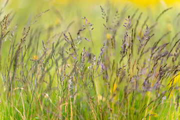 Graminés et herbes de prairies d'altitude au printemps