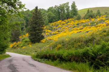 Route de campagne dans les Vosges et près fleuris