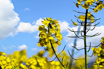 A bee pollinating a plant in a field of yellow rapeseed (Brassica napus) flowers.	