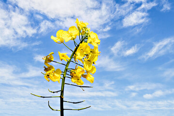 Branch of yellow rapeseed (Brassica napus) flowers in a field under a blue sky