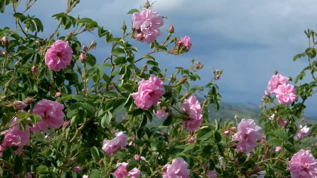 Rosa damascena. Damask rose. Oil-bearing rose. Bulgarian rose. Rose oil. Organic. Rose water.