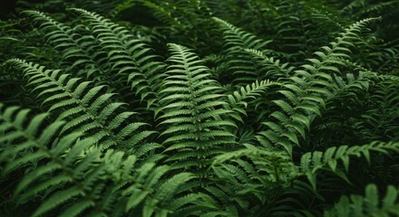 Obraz premium Lush green ferns create a vibrant natural pattern, showcasing the beauty of botanical foliage in a dense forest environment, with intricate details of each leaf and frond.