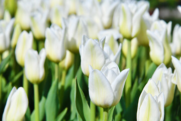 Tulipani