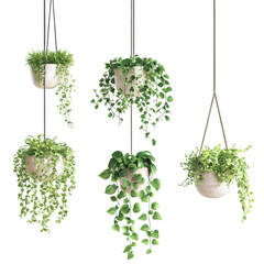 Hanging plants enhance decor beautifully, Hanging plants enhance decor beautifully, element, isolated on transparent background