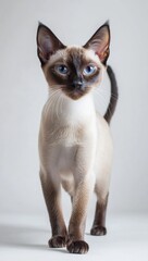 black and white kitten