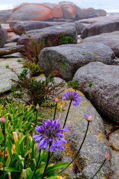 Agapanthus Growing amongst the Beach Rocks at Bicheno