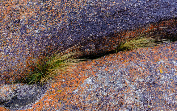 Grass and Lichen on Seaside Rock