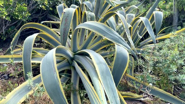 Agave americana or Pitera tropical succulent plants growing wild in Tenerife, Canary Islands,Spain,4K