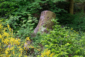 Vieille souche d'arbre au milieu de la forêt