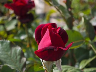 red rose in garden
