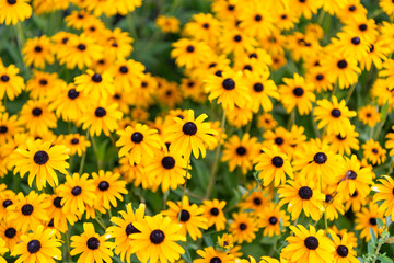 Flowering Rudbeckia in garden. Outdoor flowering plant. Yellow Rudbeckia flower. Natural flower plant. Flora nature. Yellow flower background. Floral Rudbeckia yellow background. Rudbeckia flower