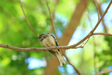 Obraz premium bird is looking for prey in a tree., Acridotheres grandis