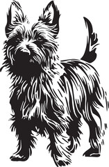 standing australian terrier dog
