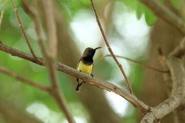 Fototapeta premium bird is looking for prey in a tree., Acridotheres grandis