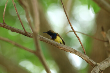 bird is looking for prey in a tree., Acridotheres grandis