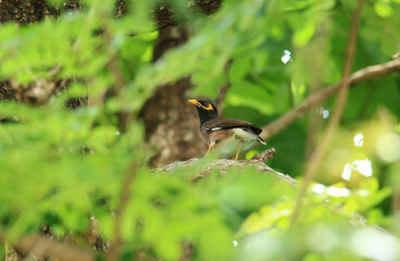 bird is looking for prey in a tree., Acridotheres grandis