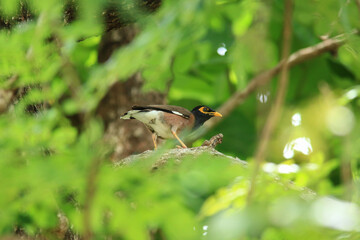 bird is looking for prey in a tree., Acridotheres grandis