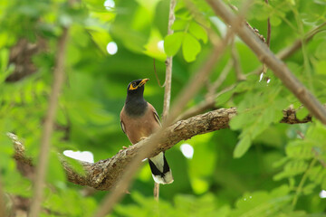 bird is looking for prey in a tree., Acridotheres grandis