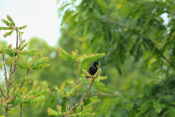bird is looking for prey in a tree., Acridotheres grandis