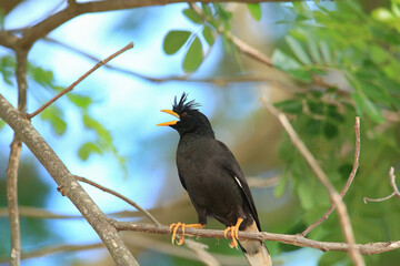 bird is looking for prey in a tree., Acridotheres grandis