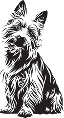 sitting australian terrier dog