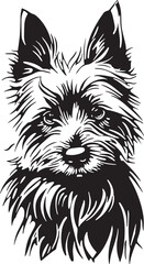 australian terrier dog portrait