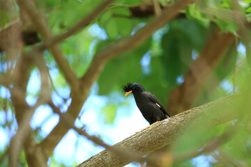 bird is looking for prey in a tree., Acridotheres grandis