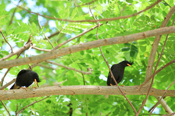 bird is looking for prey in a tree., Acridotheres grandis