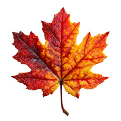 Fototapeta premium Vibrant Autumn Maple Leaf Red, Orange, and Yellow Hues