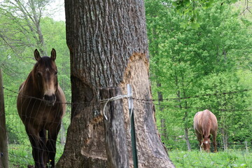 Horses Grazing In Pasture