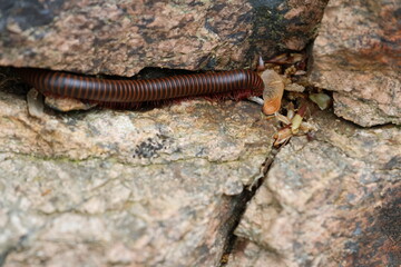 Millipede in the forest