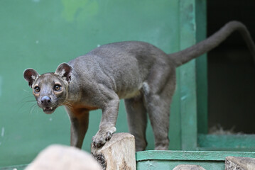 The fossa mammalian carnivore from Madagascar.