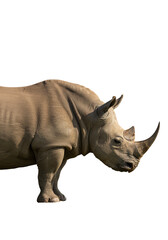 Obraz premium Isolated Rhino a Grey Horned Mammal Wildlife Animal Transparency
