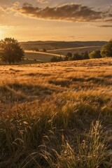 Golden Field at Sunset in Countryside