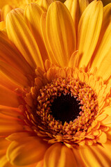 orange yellow gerbera daisy macro image