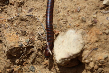 Millipede in the forest