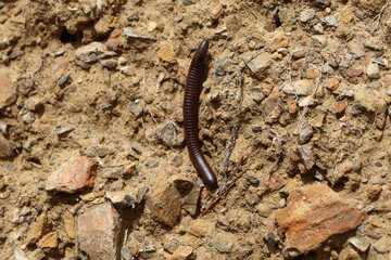 Millipede in the forest