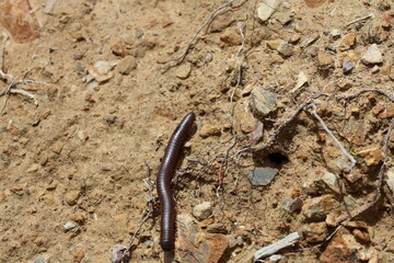 Millipede in the forest