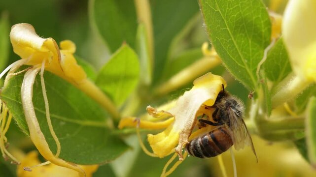 gu&ecirc;pe, en gros plan, butinant une fleur