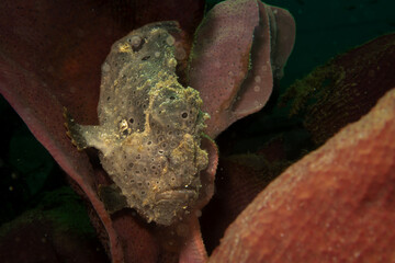 A painted frogfish, Antennarius pictus hiding in a marine environment. Picture from Puerto Galera, Philippines