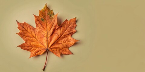 Fototapeta premium A Single Dried Maple Leaf, a Symbol of Autumn's Tranquility, Resting on a Beige Background