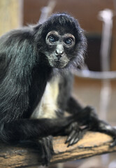 Mexican spider monkey