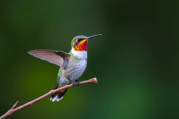 Fototapeta premium Stunning Hummingbird in Mid-Air, Showcasing Its Iridescent Plumage and Rapid Wingbeats in a Lush Natural Setting, Vibrant Wallpaper