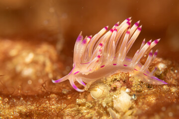 A beautiful sea slug in purple and white color. Nudibranch Flabellina in a tropical coral reef in the Philippines