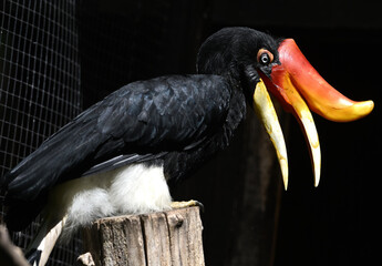 Rhinoceros hornbill animal zoo bird