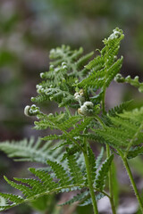 Close-up of lush green fern leaves in a forest environment. The delicate fronds and intricate patterns of the foliage reflect the natural beauty and tranquility of the woodland ecosystem.