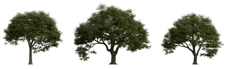 Jacaranda Tree in Summer (Jacaranda mimosifolia) – 3D Rendered Wild Canopy Tree PNG Set with Transparent Background