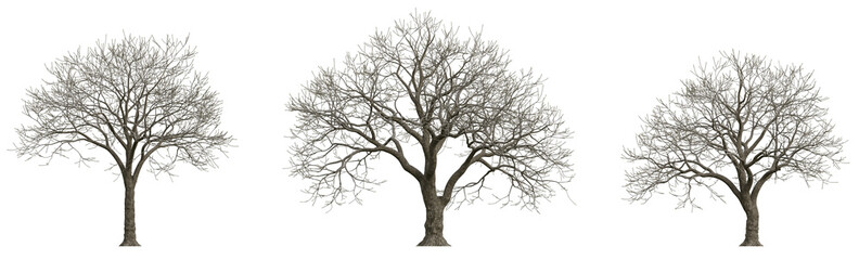 Jacaranda Tree in Winter (Jacaranda mimosifolia) – 3D Rendered Bare Tree PNG Set with Transparent Background
